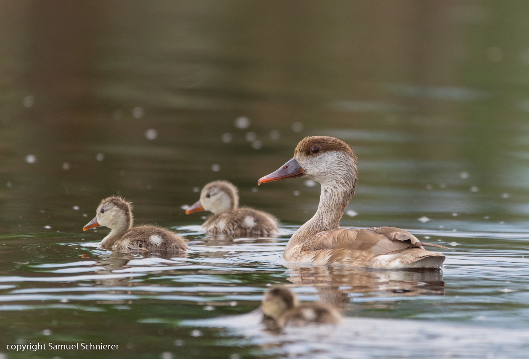 Enten und Hühnervögel