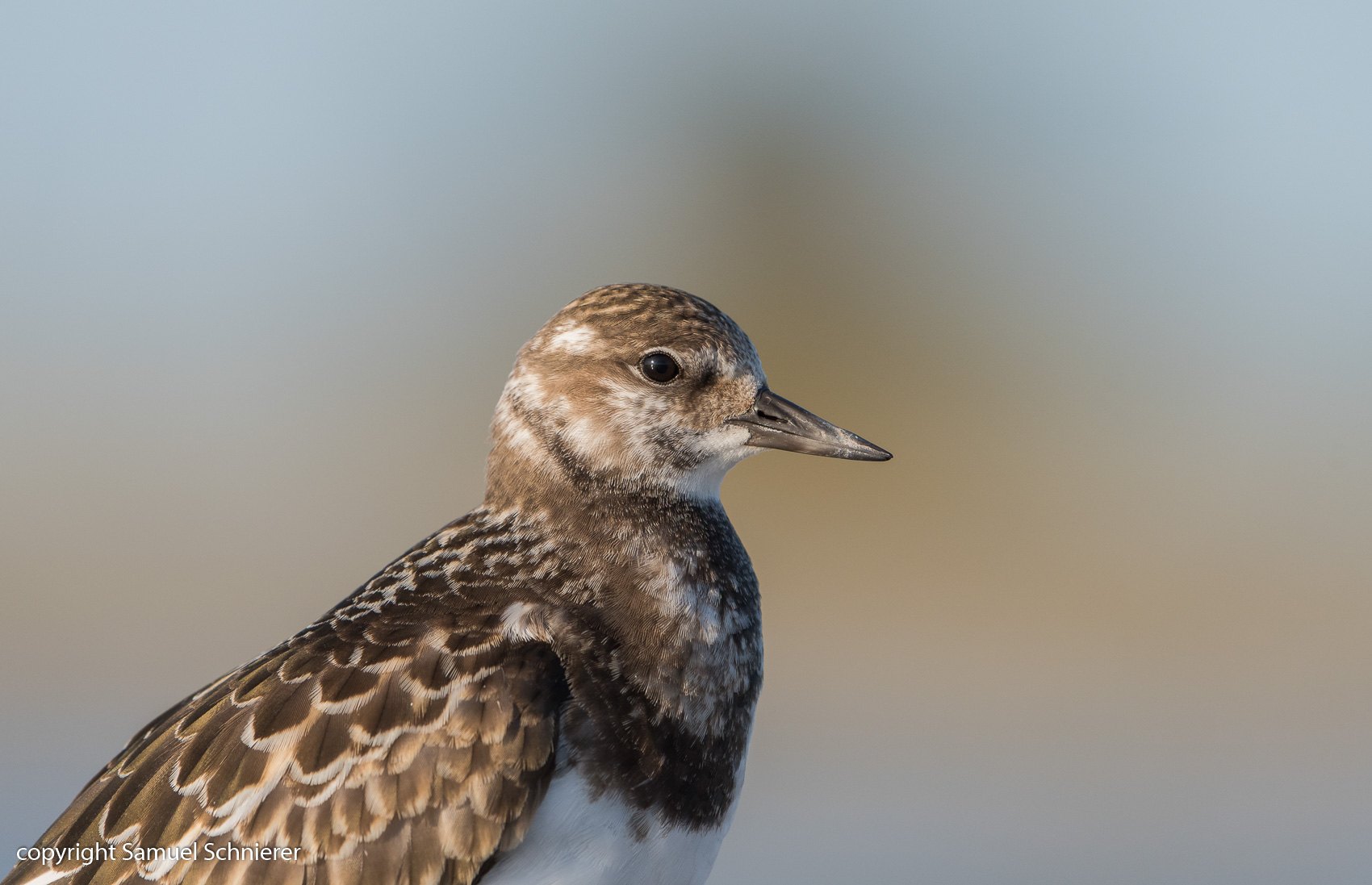 Watvögel und Möwen